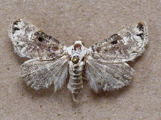 Eublemma scitula